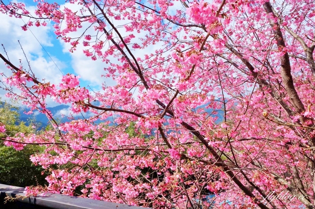 新竹尖石｜2025司馬庫斯櫻花季開跑了，上帝的部落泰雅族賞櫻秘境 @飛天璇的口袋