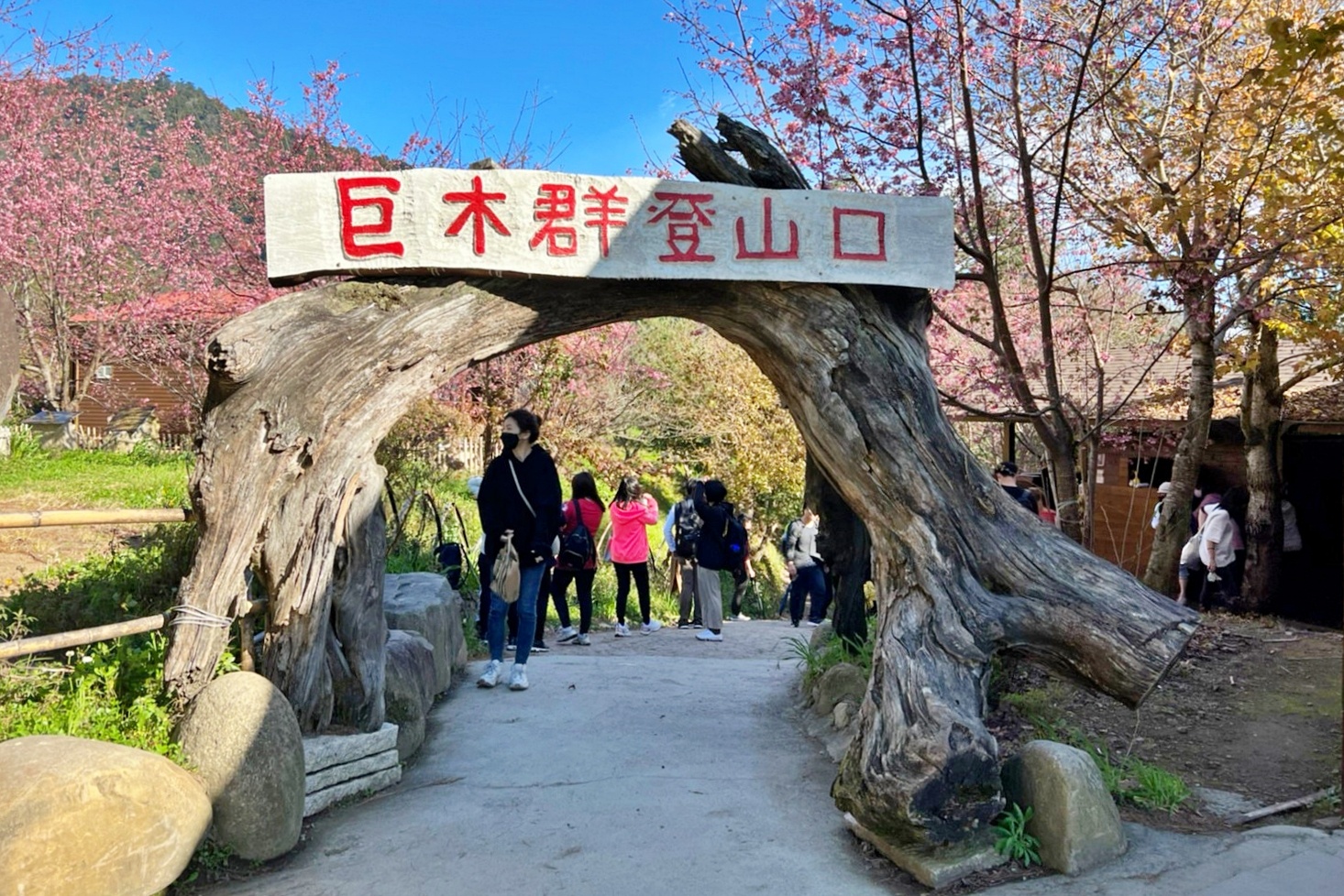 新竹尖石｜2025司馬庫斯櫻花季開跑了，上帝的部落泰雅族賞櫻秘境 @飛天璇的口袋