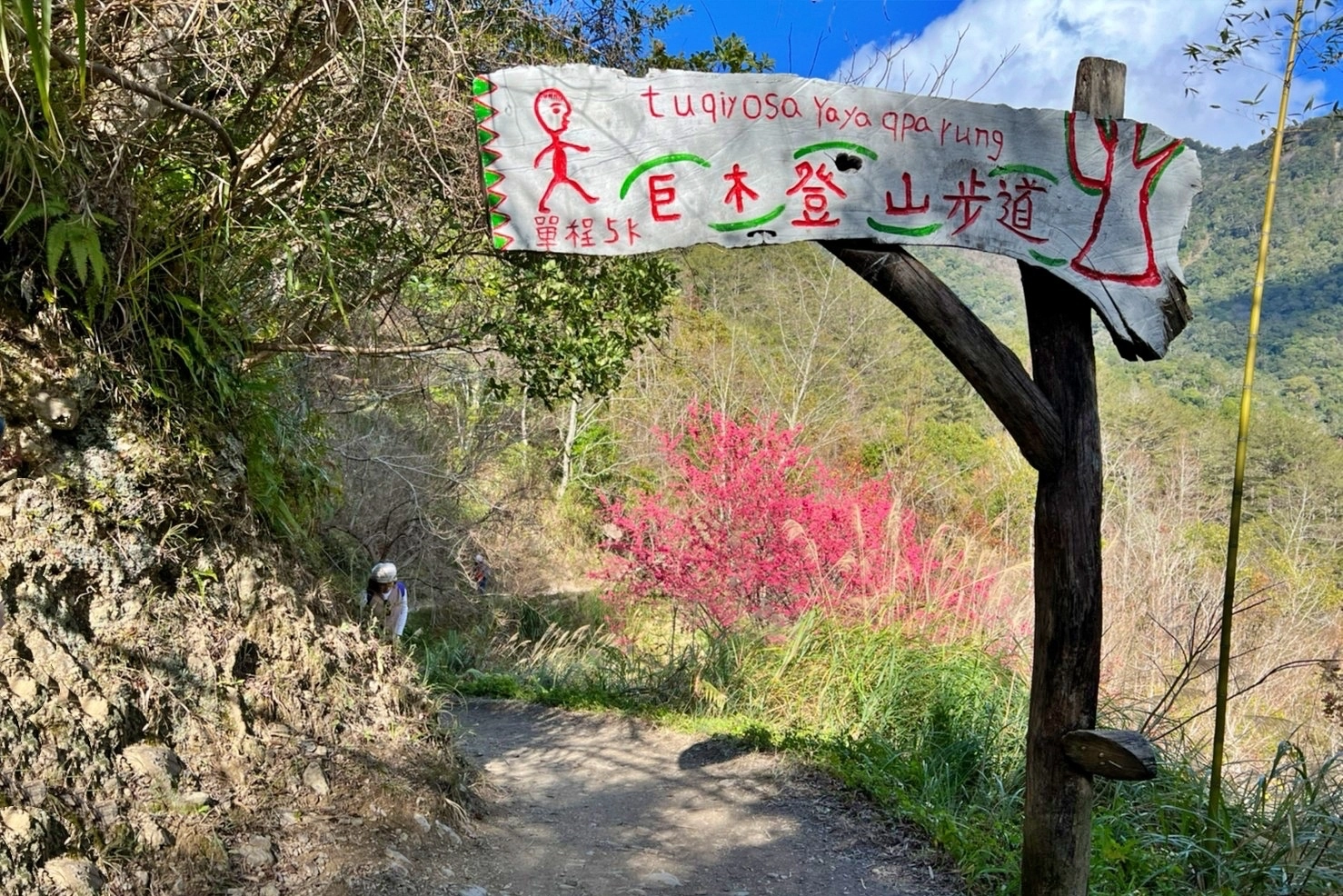 新竹尖石｜2025司馬庫斯櫻花季開跑了，上帝的部落泰雅族賞櫻秘境 @飛天璇的口袋