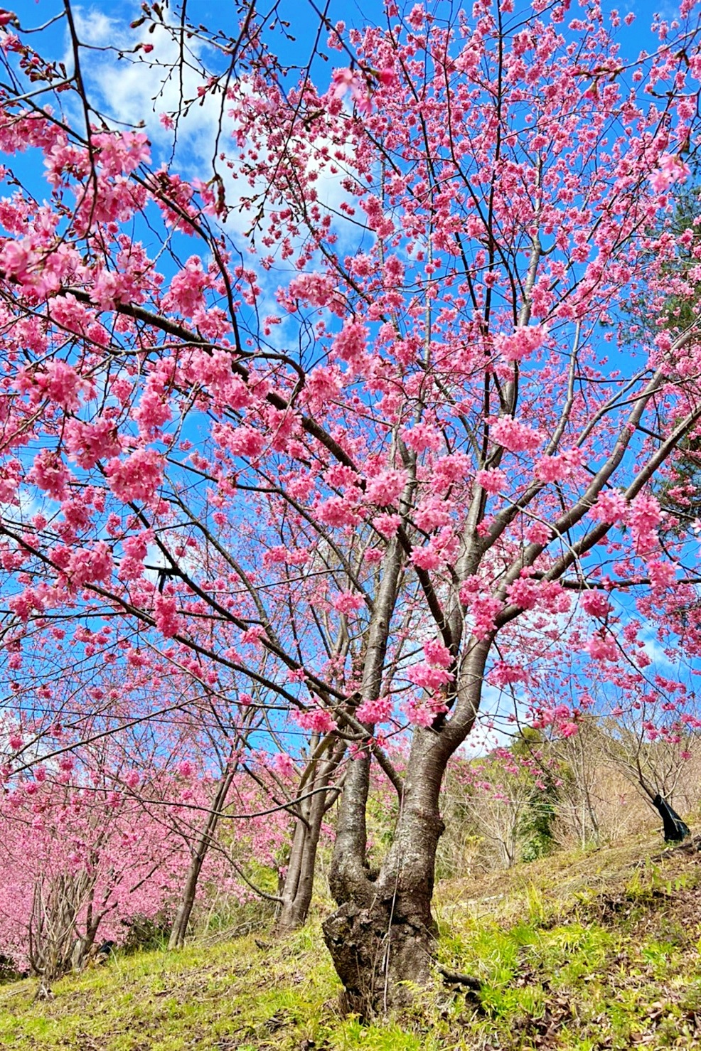 新竹尖石｜2025司馬庫斯櫻花季開跑了，上帝的部落泰雅族賞櫻秘境 @飛天璇的口袋