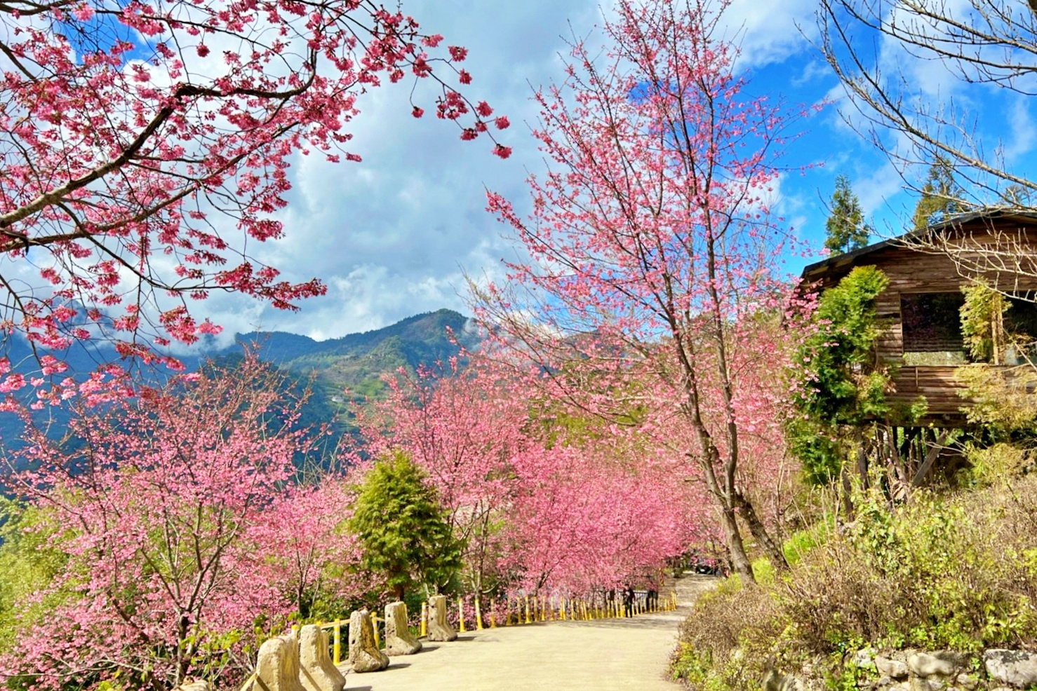 新竹尖石｜2025司馬庫斯櫻花季開跑了，上帝的部落泰雅族賞櫻秘境 @飛天璇的口袋