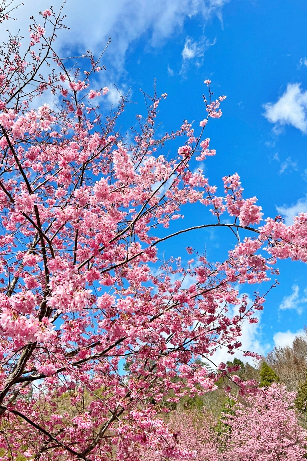 新竹尖石｜2025司馬庫斯櫻花季開跑了，上帝的部落泰雅族賞櫻秘境 @飛天璇的口袋