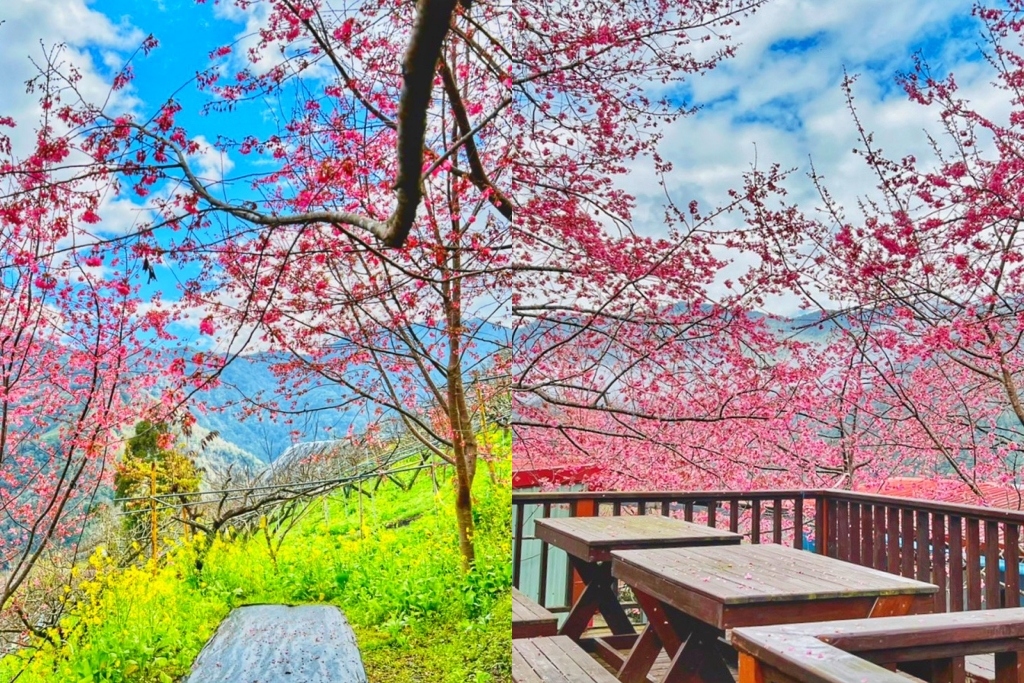 新竹尖石｜財伯觀光果園．櫻花季進入盛開期，新竹尖石免費賞櫻景點，前往司馬庫斯必經之路 @飛天璇的口袋