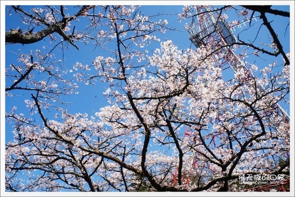 嘉義景點｜阿里山森林遊樂區，2023阿里山櫻花季起跑！阿里山一日遊，搭乘森林小火車，交通路線一次看 @飛天璇的口袋