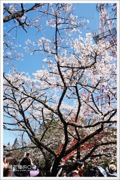 嘉義景點｜阿里山森林遊樂區，2023阿里山櫻花季起跑！阿里山一日遊，搭乘森林小火車，交通路線一次看 @飛天璇的口袋