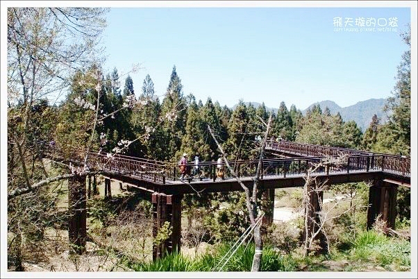 嘉義景點｜阿里山森林遊樂區，2023阿里山櫻花季起跑！阿里山一日遊，搭乘森林小火車，交通路線一次看 @飛天璇的口袋