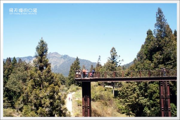 嘉義景點｜阿里山森林遊樂區，2023阿里山櫻花季起跑！阿里山一日遊，搭乘森林小火車，交通路線一次看 @飛天璇的口袋