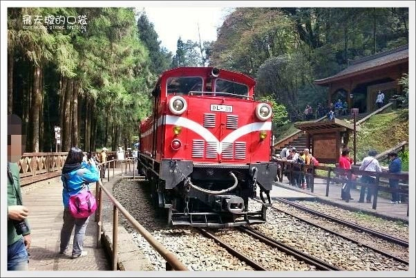 嘉義景點｜阿里山森林遊樂區，2023阿里山櫻花季起跑！阿里山一日遊，搭乘森林小火車，交通路線一次看 @飛天璇的口袋