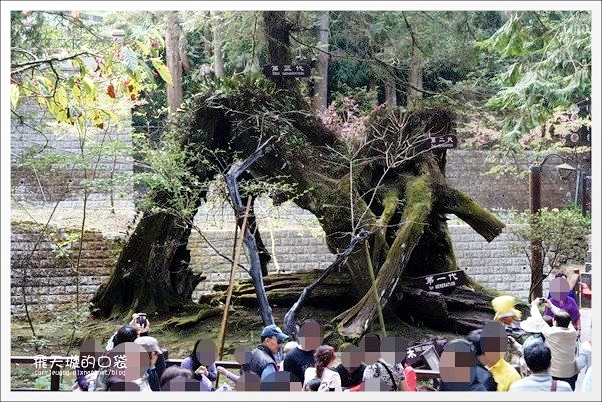 嘉義景點｜阿里山森林遊樂區，2023阿里山櫻花季起跑！阿里山一日遊，搭乘森林小火車，交通路線一次看 @飛天璇的口袋