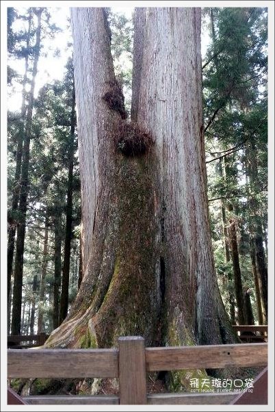 嘉義景點｜阿里山森林遊樂區，2023阿里山櫻花季起跑！阿里山一日遊，搭乘森林小火車，交通路線一次看 @飛天璇的口袋