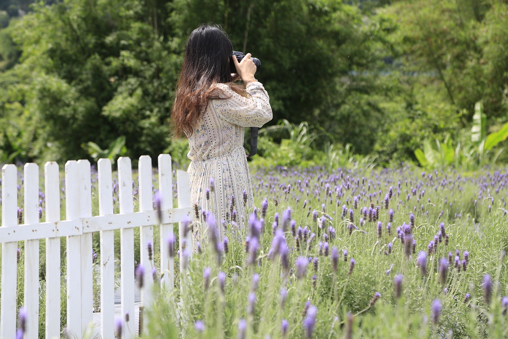 苗栗頭屋｜葛瑞絲香草田，全台最大的薰衣草園，浪漫的紫色花海綻放中 @飛天璇的口袋