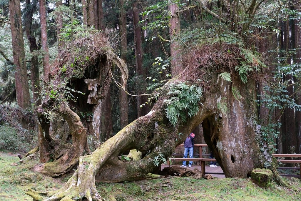 嘉義景點｜阿里山森林遊樂區，2023阿里山櫻花季起跑！阿里山一日遊，搭乘森林小火車，交通路線一次看 @飛天璇的口袋