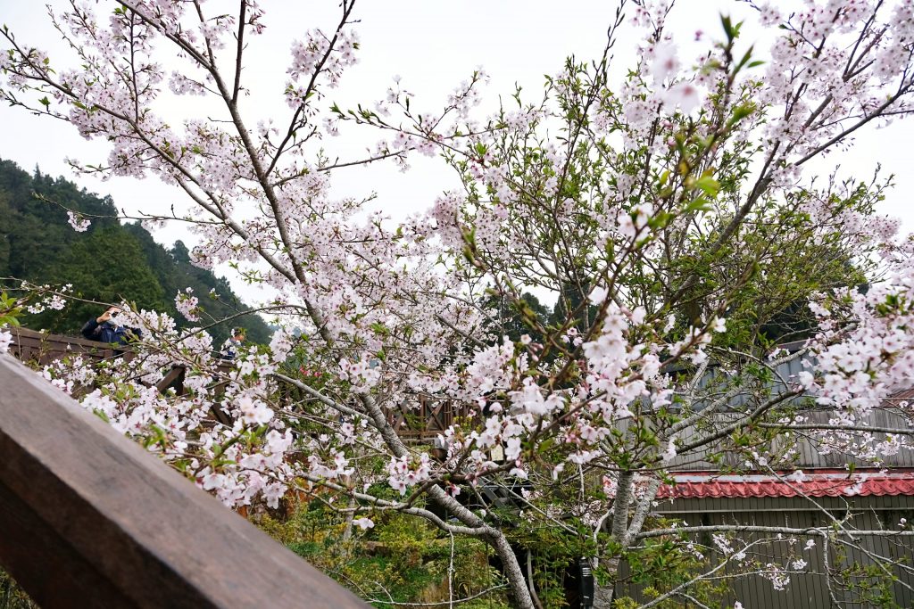 嘉義景點｜阿里山森林遊樂區，2023阿里山櫻花季起跑！阿里山一日遊，搭乘森林小火車，交通路線一次看 @飛天璇的口袋