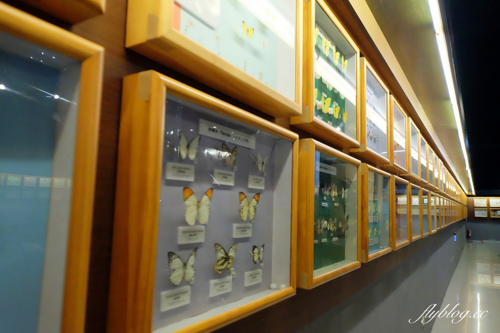 【嘉義東區】新嘉大昆蟲館~全台唯一的旋轉彩蝶柱「嘉義昆蟲館」,夢幻好拍的蝴蝶溫室花園 @飛天璇的口袋 【嘉義東區】新嘉大昆蟲館~全台唯一的旋轉彩蝶柱「嘉義昆蟲館」,夢幻好拍的蝴蝶溫室花園 @飛天璇的口袋