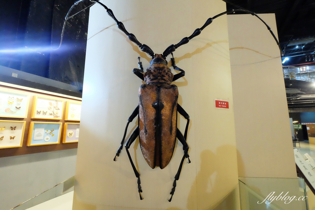 【嘉義東區】新嘉大昆蟲館~全台唯一的旋轉彩蝶柱「嘉義昆蟲館」,夢幻好拍的蝴蝶溫室花園 @飛天璇的口袋 【嘉義東區】新嘉大昆蟲館~全台唯一的旋轉彩蝶柱「嘉義昆蟲館」,夢幻好拍的蝴蝶溫室花園 @飛天璇的口袋