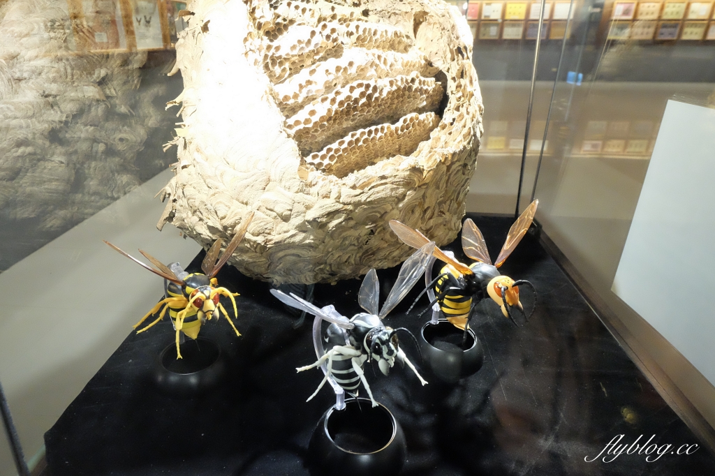 【嘉義東區】新嘉大昆蟲館~全台唯一的旋轉彩蝶柱「嘉義昆蟲館」，夢幻好拍的蝴蝶溫室花園 @飛天璇的口袋