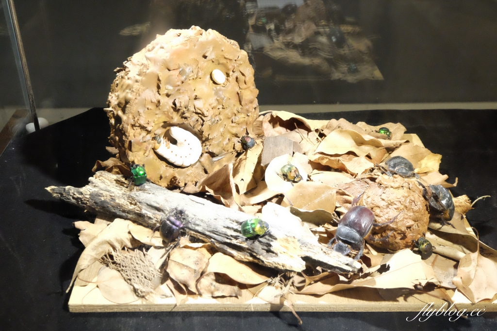 【嘉義東區】新嘉大昆蟲館~全台唯一的旋轉彩蝶柱「嘉義昆蟲館」,夢幻好拍的蝴蝶溫室花園 @飛天璇的口袋 【嘉義東區】新嘉大昆蟲館~全台唯一的旋轉彩蝶柱「嘉義昆蟲館」,夢幻好拍的蝴蝶溫室花園 @飛天璇的口袋