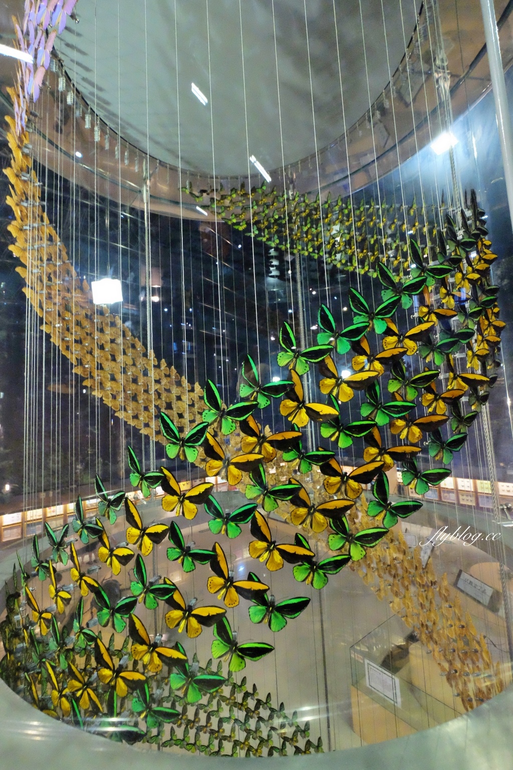 【嘉義東區】新嘉大昆蟲館~全台唯一的旋轉彩蝶柱「嘉義昆蟲館」,夢幻好拍的蝴蝶溫室花園 @飛天璇的口袋 【嘉義東區】新嘉大昆蟲館~全台唯一的旋轉彩蝶柱「嘉義昆蟲館」,夢幻好拍的蝴蝶溫室花園 @飛天璇的口袋