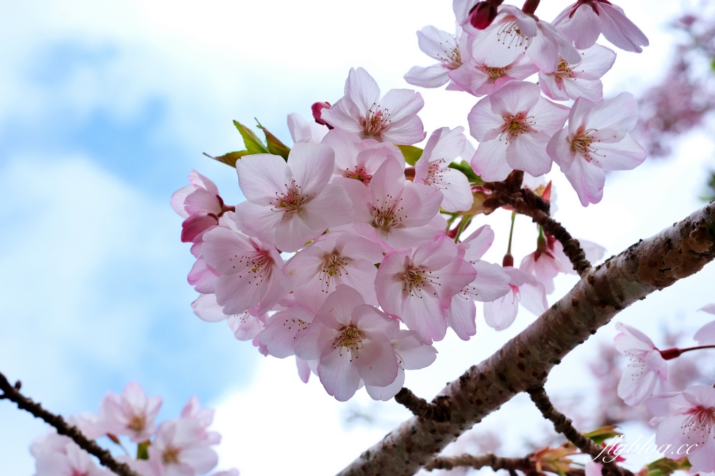 嘉義景點｜阿里山森林遊樂區，2023阿里山櫻花季起跑！阿里山一日遊，搭乘森林小火車，交通路線一次看 @飛天璇的口袋