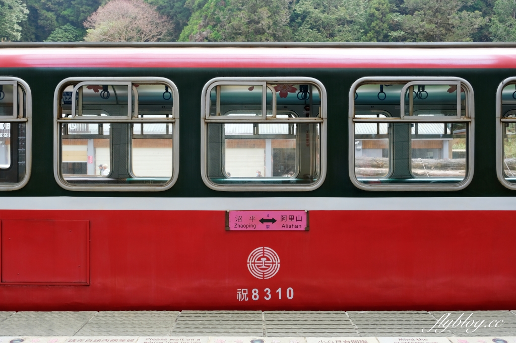 嘉義景點｜阿里山森林遊樂區，2023阿里山櫻花季起跑！阿里山一日遊，搭乘森林小火車，交通路線一次看 @飛天璇的口袋