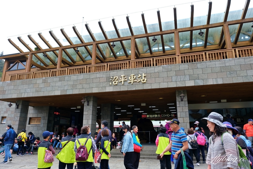 嘉義景點｜阿里山森林遊樂區，2023阿里山櫻花季起跑！阿里山一日遊，搭乘森林小火車，交通路線一次看 @飛天璇的口袋