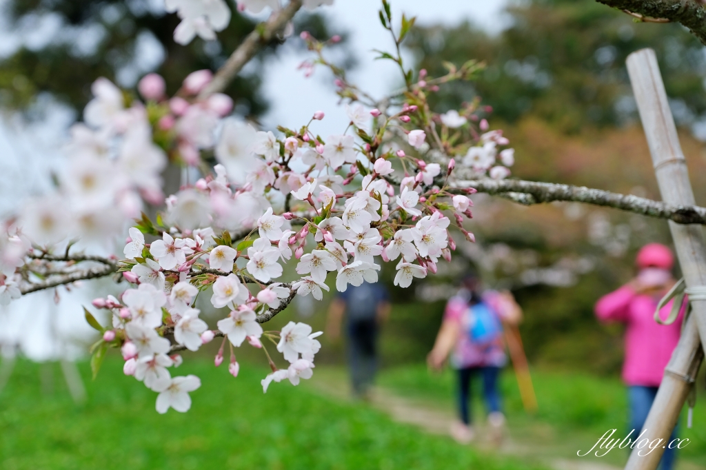 嘉義景點｜阿里山森林遊樂區，2023阿里山櫻花季起跑！阿里山一日遊，搭乘森林小火車，交通路線一次看 @飛天璇的口袋
