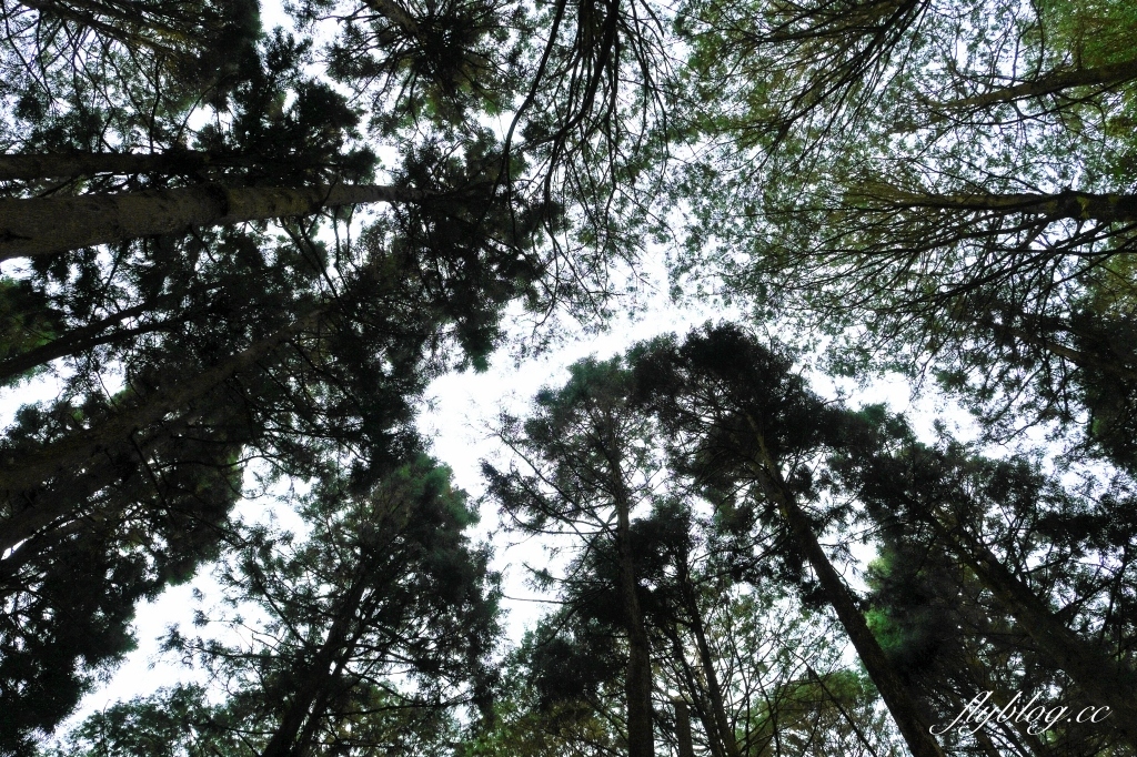 嘉義景點｜阿里山森林遊樂區，2023阿里山櫻花季起跑！阿里山一日遊，搭乘森林小火車，交通路線一次看 @飛天璇的口袋