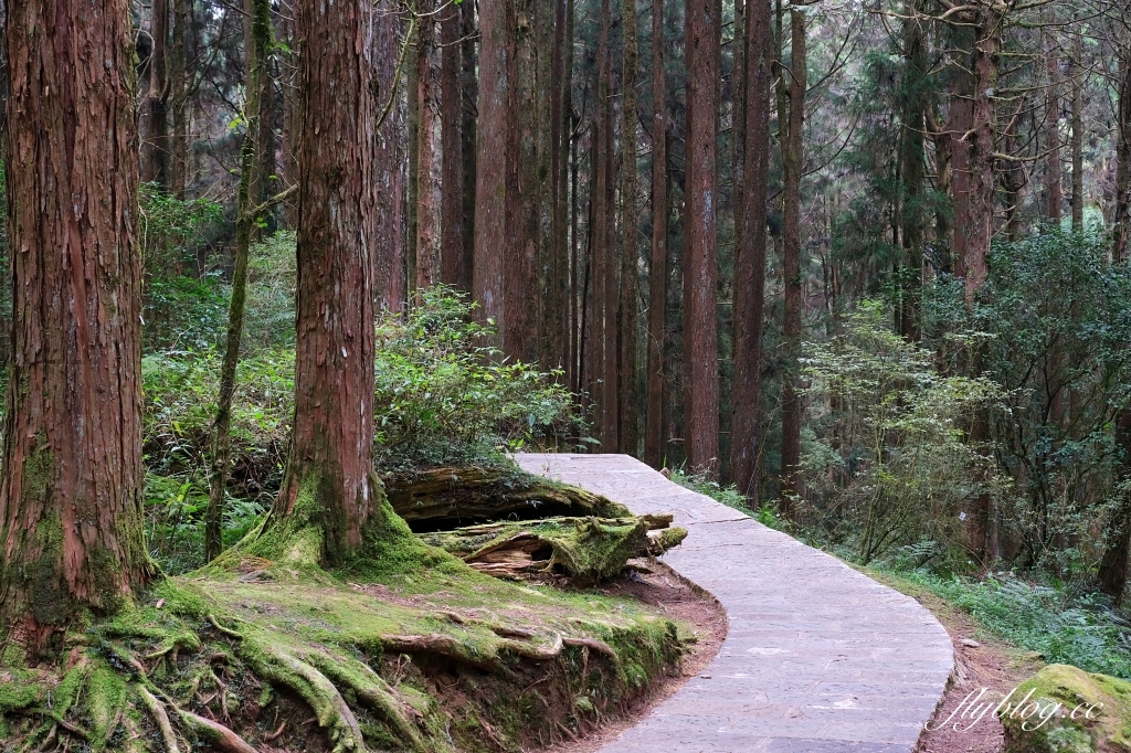 嘉義景點｜阿里山森林遊樂區，2023阿里山櫻花季起跑！阿里山一日遊，搭乘森林小火車，交通路線一次看 @飛天璇的口袋