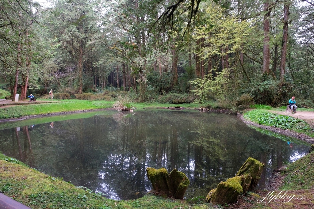 嘉義景點｜阿里山森林遊樂區，2023阿里山櫻花季起跑！阿里山一日遊，搭乘森林小火車，交通路線一次看 @飛天璇的口袋