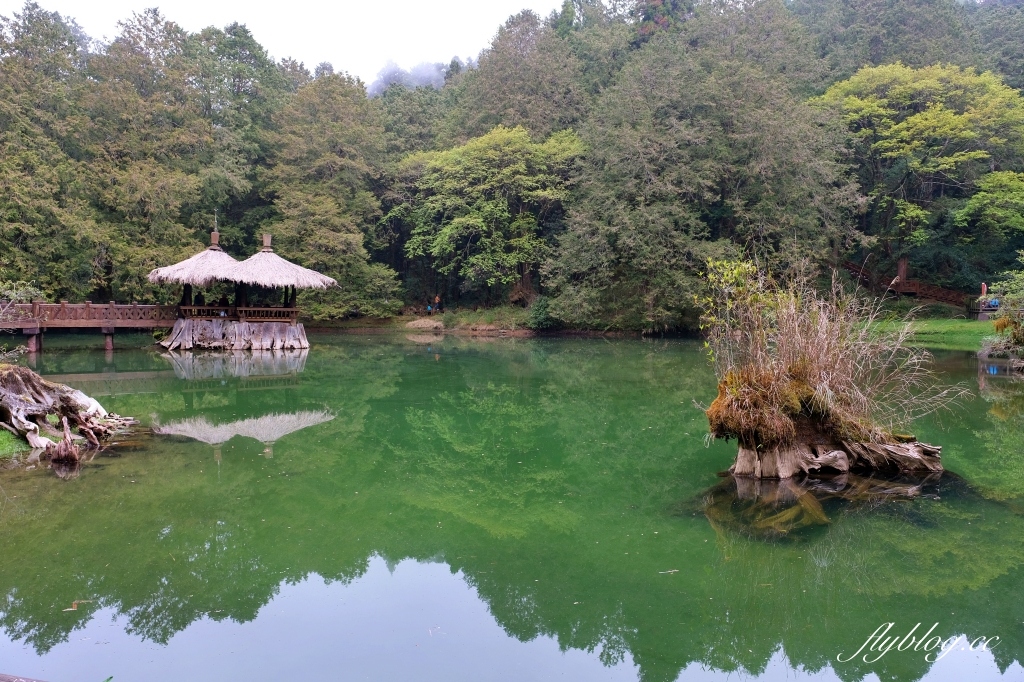 嘉義景點｜阿里山森林遊樂區，2023阿里山櫻花季起跑！阿里山一日遊，搭乘森林小火車，交通路線一次看 @飛天璇的口袋