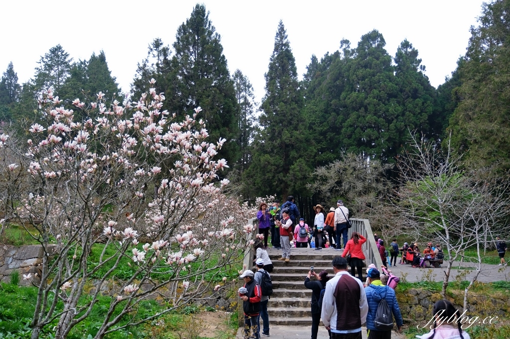 嘉義景點｜阿里山森林遊樂區，2023阿里山櫻花季起跑！阿里山一日遊，搭乘森林小火車，交通路線一次看 @飛天璇的口袋