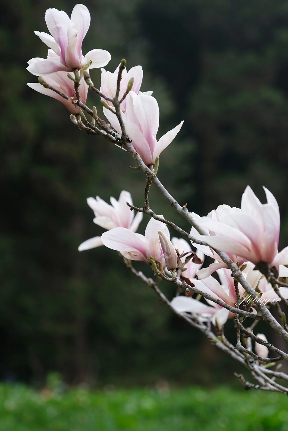 嘉義景點｜阿里山森林遊樂區，2023阿里山櫻花季起跑！阿里山一日遊，搭乘森林小火車，交通路線一次看 @飛天璇的口袋