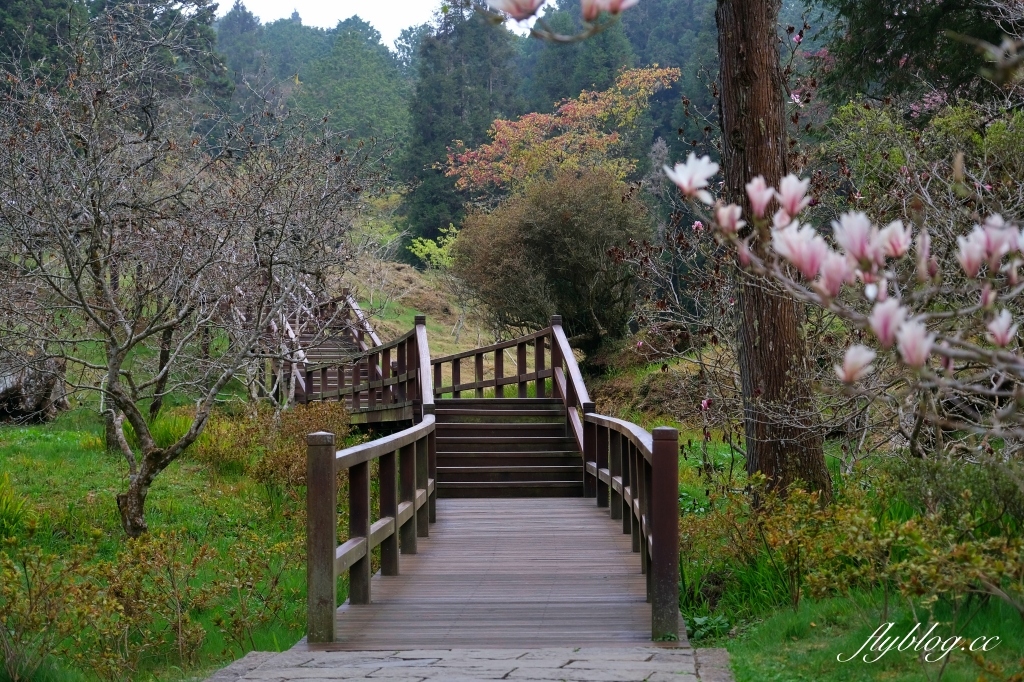 嘉義景點｜阿里山森林遊樂區，2023阿里山櫻花季起跑！阿里山一日遊，搭乘森林小火車，交通路線一次看 @飛天璇的口袋