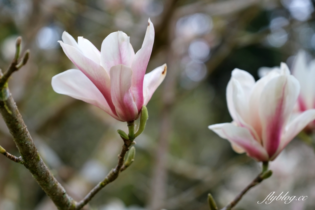 嘉義景點｜阿里山森林遊樂區，2023阿里山櫻花季起跑！阿里山一日遊，搭乘森林小火車，交通路線一次看 @飛天璇的口袋