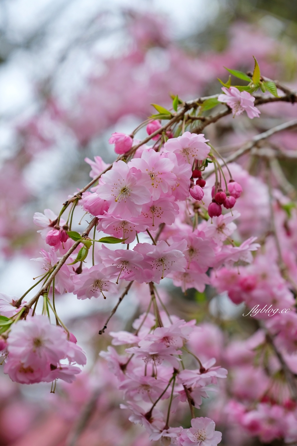 嘉義景點｜阿里山森林遊樂區，2023阿里山櫻花季起跑！阿里山一日遊，搭乘森林小火車，交通路線一次看 @飛天璇的口袋