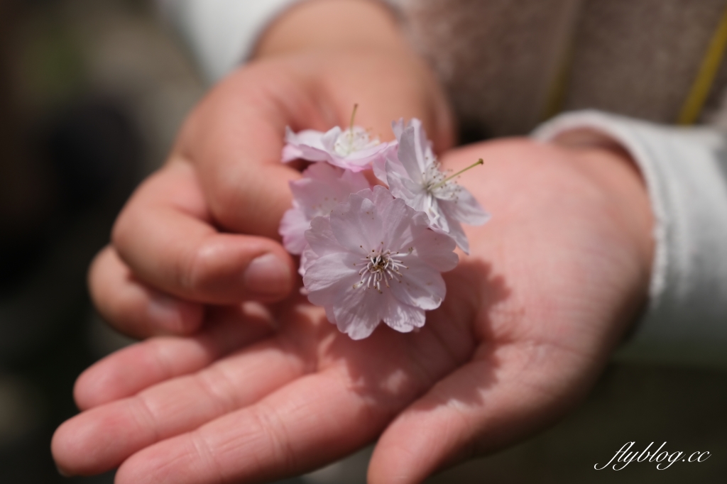 嘉義景點｜阿里山森林遊樂區，2023阿里山櫻花季起跑！阿里山一日遊，搭乘森林小火車，交通路線一次看 @飛天璇的口袋