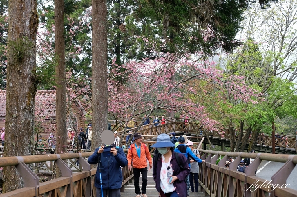 嘉義景點｜阿里山森林遊樂區，2023阿里山櫻花季起跑！阿里山一日遊，搭乘森林小火車，交通路線一次看 @飛天璇的口袋