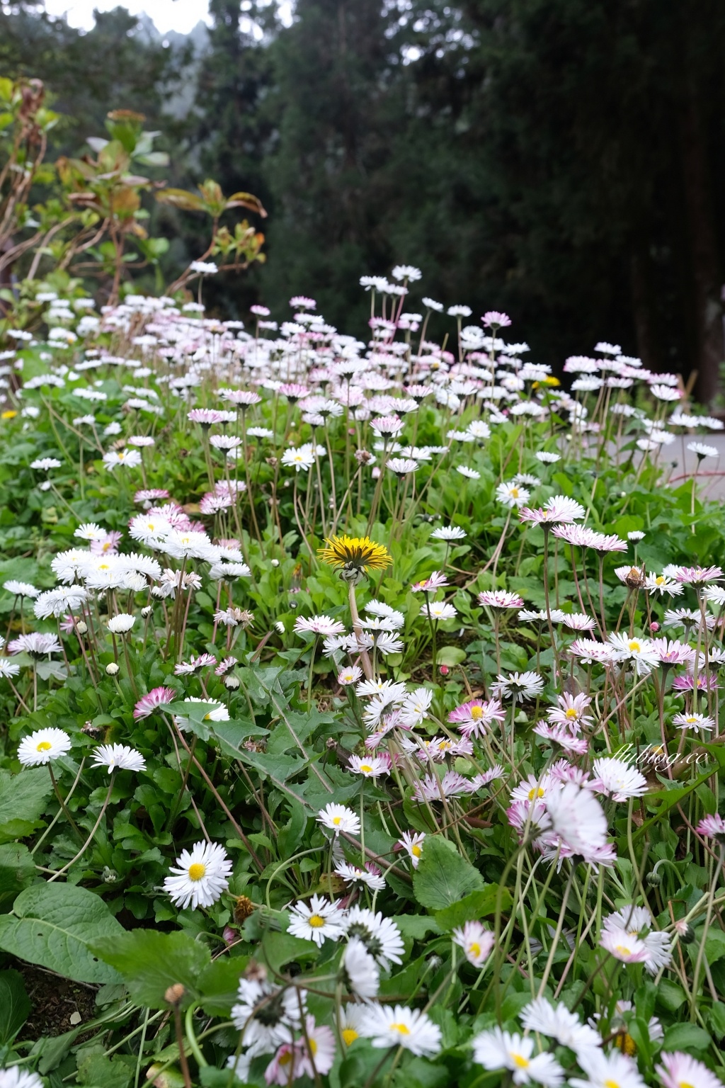 嘉義景點｜阿里山森林遊樂區，2023阿里山櫻花季起跑！阿里山一日遊，搭乘森林小火車，交通路線一次看 @飛天璇的口袋