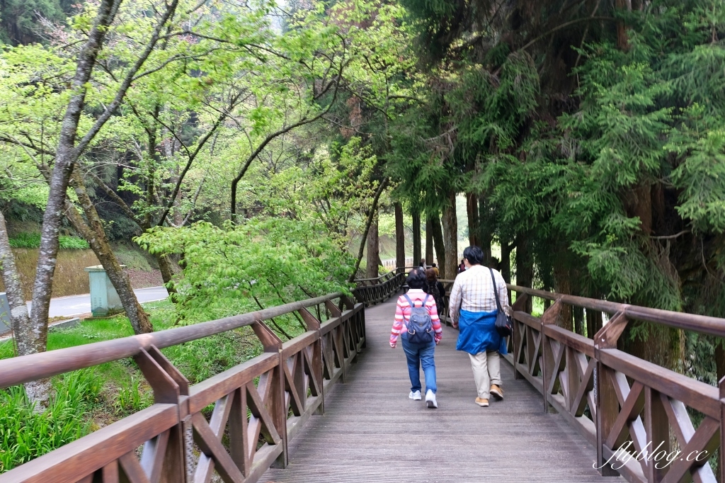 嘉義景點｜阿里山森林遊樂區，2023阿里山櫻花季起跑！阿里山一日遊，搭乘森林小火車，交通路線一次看 @飛天璇的口袋