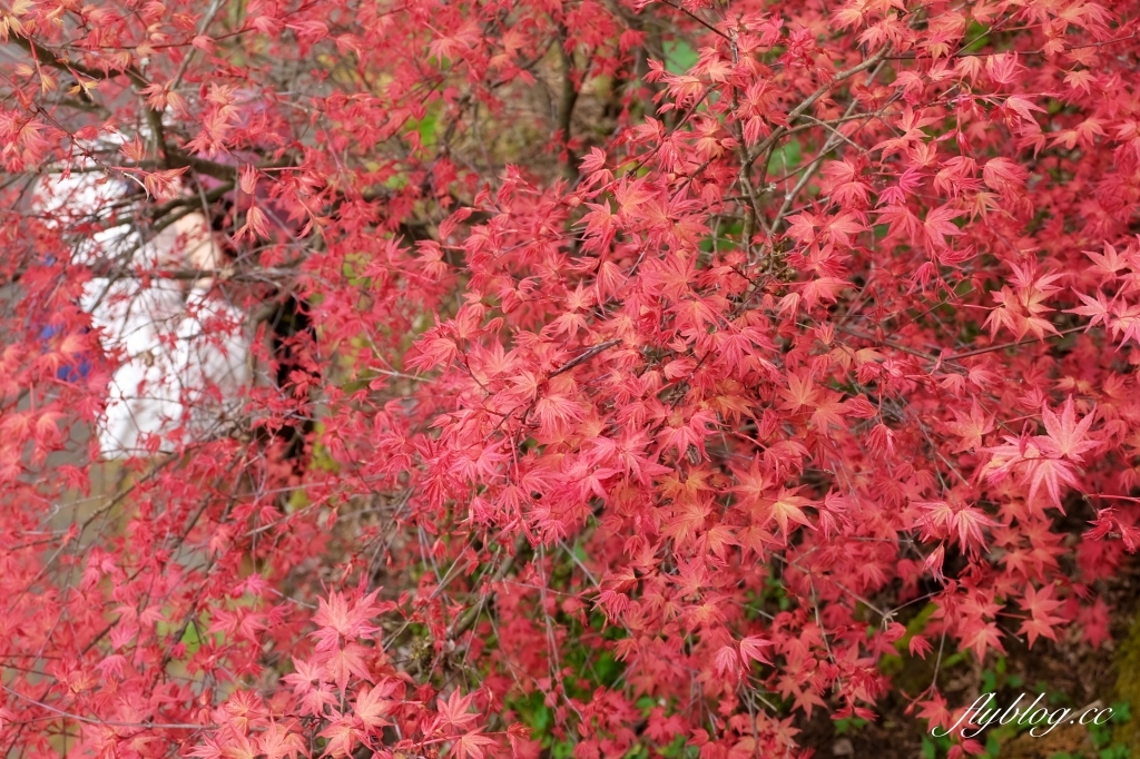 嘉義景點｜阿里山森林遊樂區，2023阿里山櫻花季起跑！阿里山一日遊，搭乘森林小火車，交通路線一次看 @飛天璇的口袋