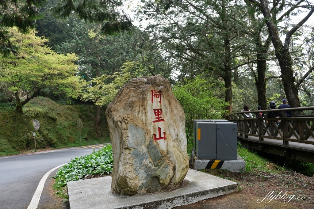 嘉義景點｜阿里山森林遊樂區，2023阿里山櫻花季起跑！阿里山一日遊，搭乘森林小火車，交通路線一次看 @飛天璇的口袋