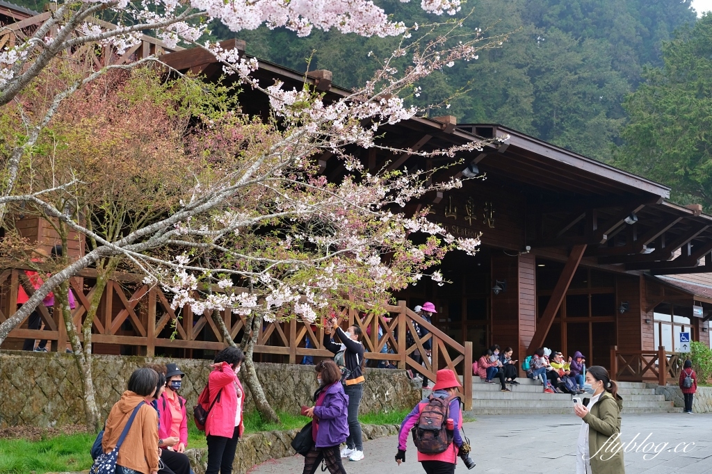 嘉義景點｜阿里山森林遊樂區，2023阿里山櫻花季起跑！阿里山一日遊，搭乘森林小火車，交通路線一次看 @飛天璇的口袋