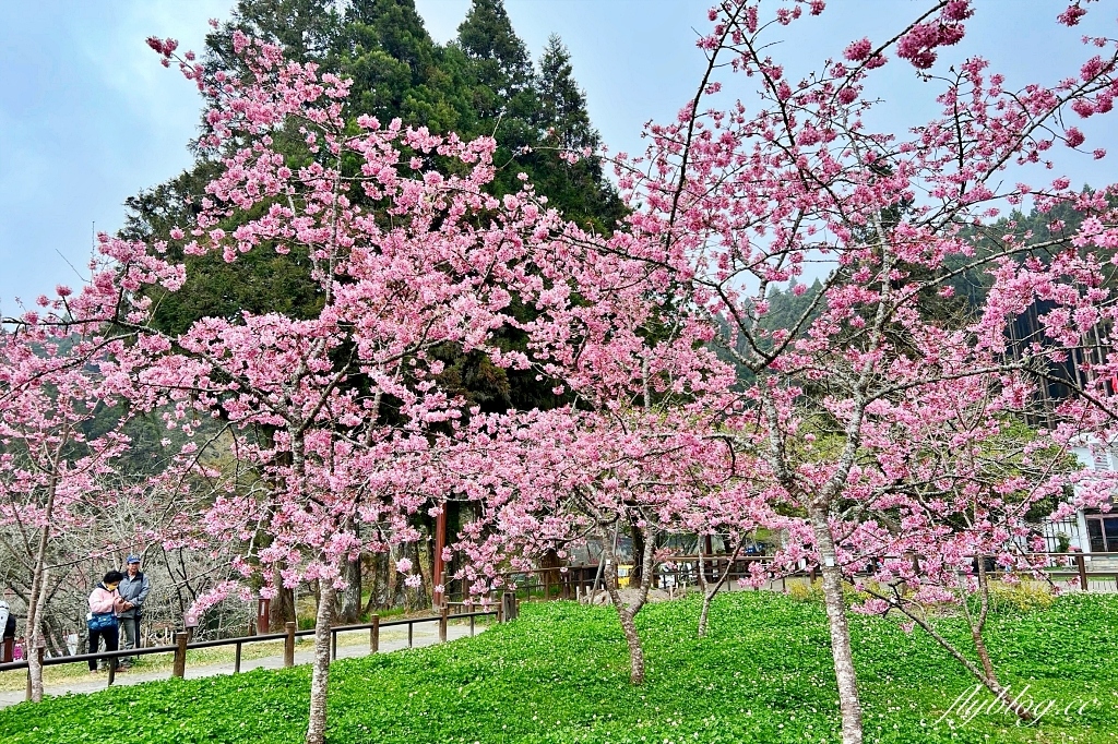 嘉義景點｜阿里山森林遊樂區，2023阿里山櫻花季起跑！阿里山一日遊，搭乘森林小火車，交通路線一次看 @飛天璇的口袋