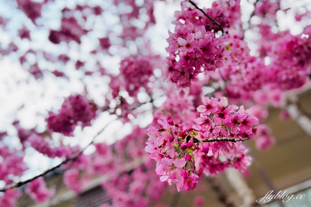 嘉義景點｜阿里山森林遊樂區，2023阿里山櫻花季起跑！阿里山一日遊，搭乘森林小火車，交通路線一次看 @飛天璇的口袋