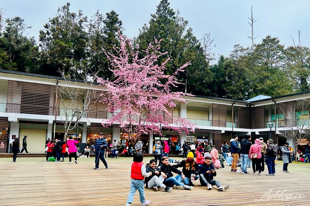 嘉義景點｜阿里山森林遊樂區，2023阿里山櫻花季起跑！阿里山一日遊，搭乘森林小火車，交通路線一次看 @飛天璇的口袋