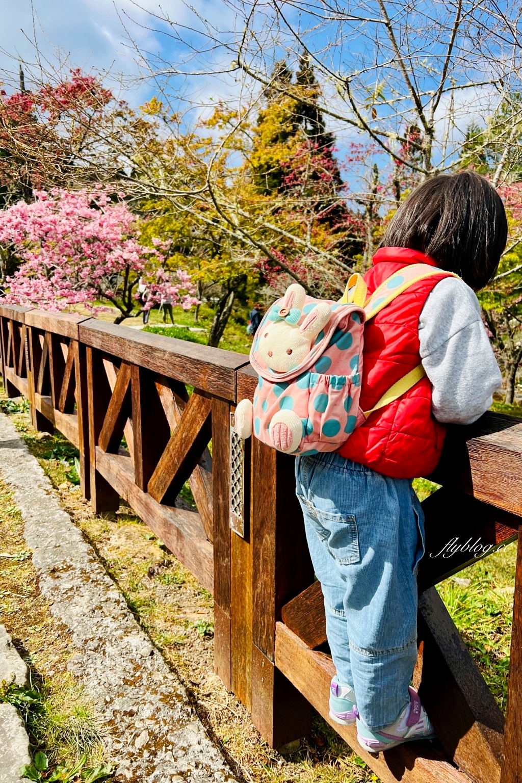 嘉義景點｜阿里山森林遊樂區，2023阿里山櫻花季起跑！阿里山一日遊，搭乘森林小火車，交通路線一次看 @飛天璇的口袋