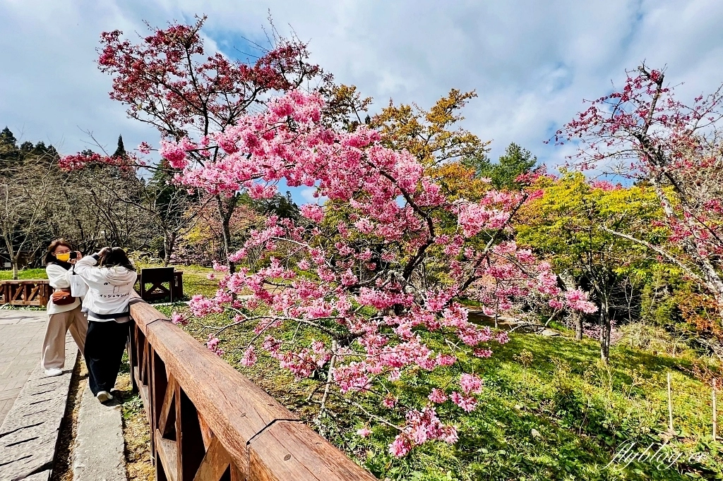 嘉義景點｜阿里山森林遊樂區，2023阿里山櫻花季起跑！阿里山一日遊，搭乘森林小火車，交通路線一次看 @飛天璇的口袋