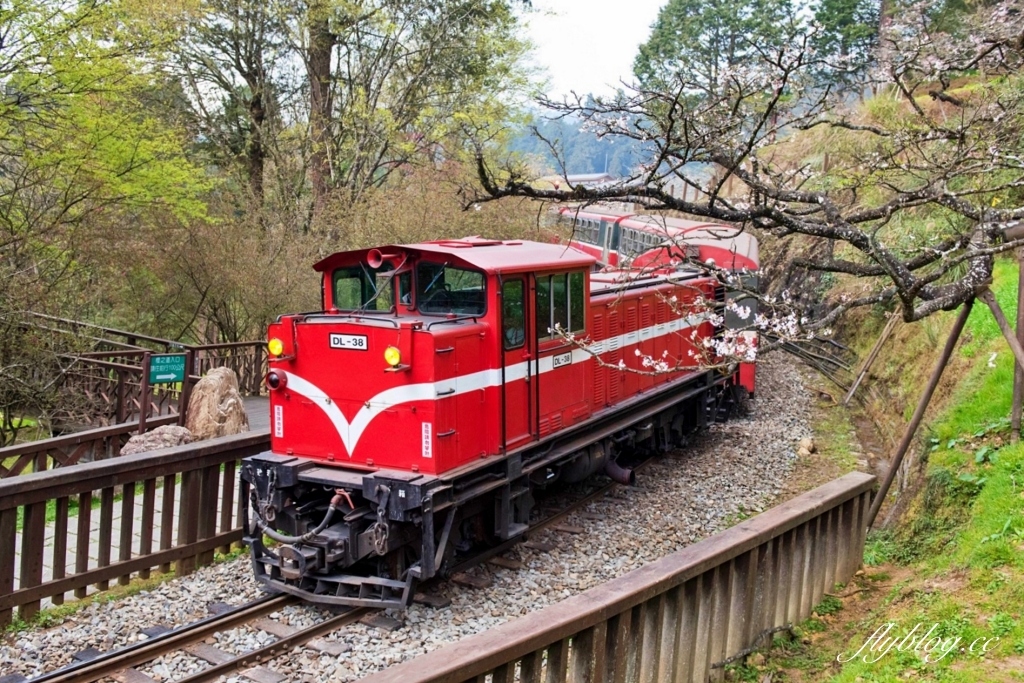 嘉義景點｜阿里山森林遊樂區，2023阿里山櫻花季起跑！阿里山一日遊，搭乘森林小火車，交通路線一次看 @飛天璇的口袋