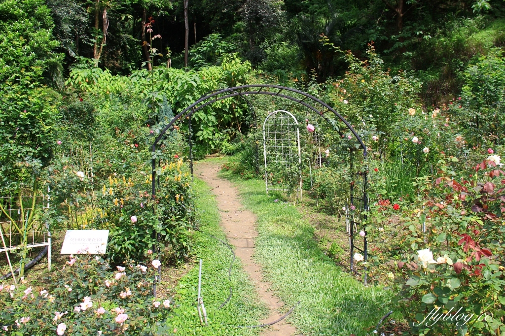 雅聞七里香玫瑰森林｜免門票，全台最大玫瑰森林，坐擁浪漫自然景觀 @飛天璇的口袋
