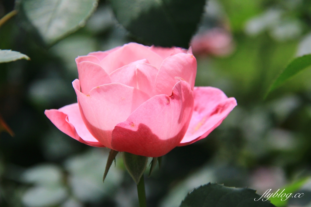 雅聞七里香玫瑰森林|免門票,全台最大玫瑰森林,坐擁浪漫自然景觀 @飛天璇的口袋 雅聞七里香玫瑰森林|免門票,全台最大玫瑰森林,坐擁浪漫自然景觀 @飛天璇的口袋